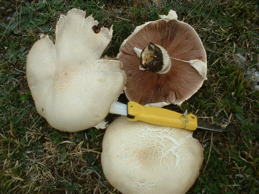 agaricus urinascens